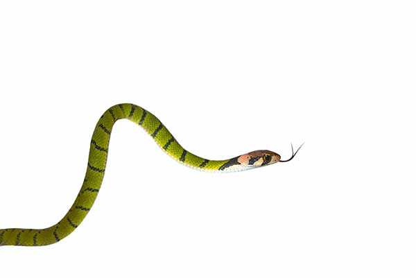 (Rhabdophis nigrocinctus)