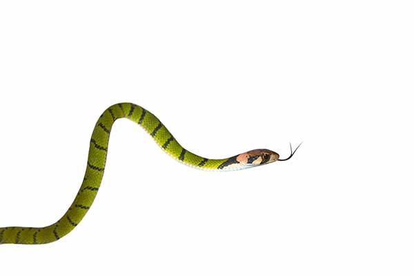  (Rhabdophis nigrocinctus)