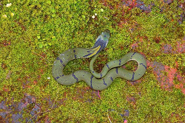 (Rhabdophis plumbicolor)