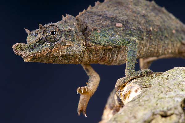 (Rhampholeon acuminatus)