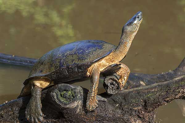(Rhinoclemmys funerea)