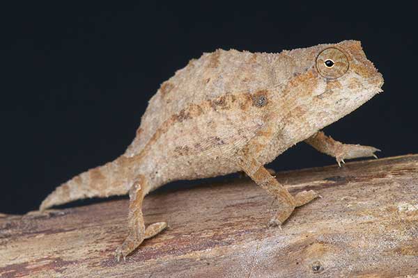(Rieppeleon brevicaudatus)