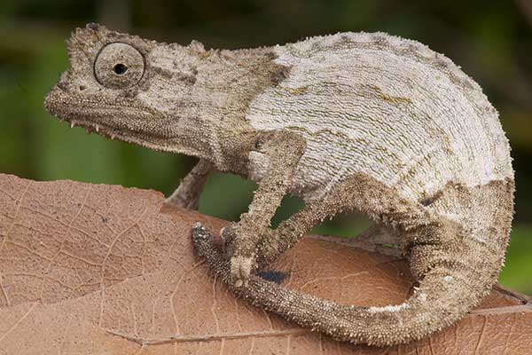 (Rieppeleon kerstenii)