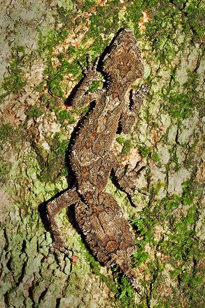 (Saltuarius cornutus)