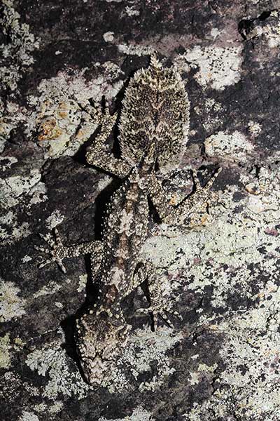 (Saltuarius salebrosus)