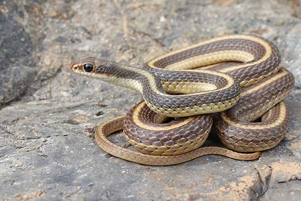 (Salvadora hexalepis)