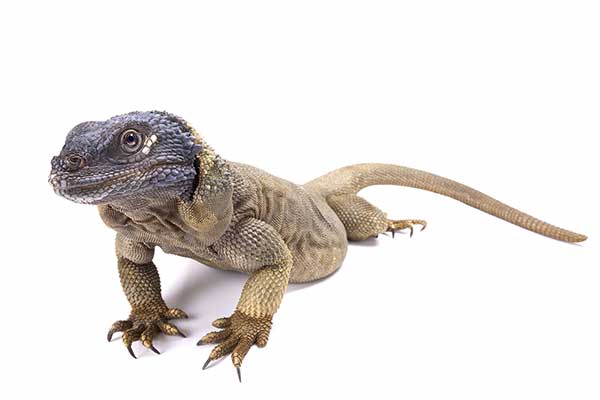(Sauromalus hispidus)