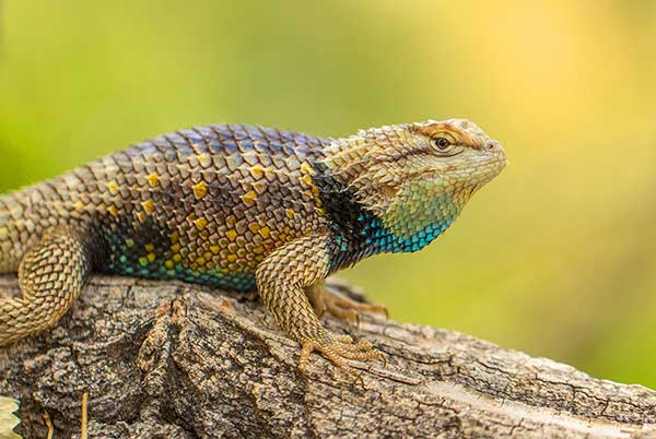 (Sceloporus magister)