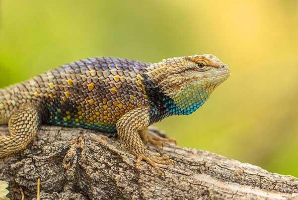  (Sceloporus magister)