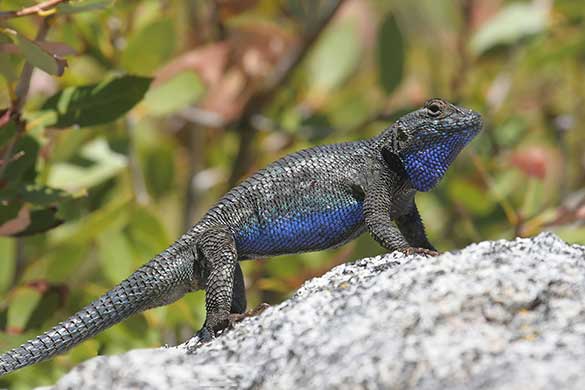 (Sceloporus occidentalis)