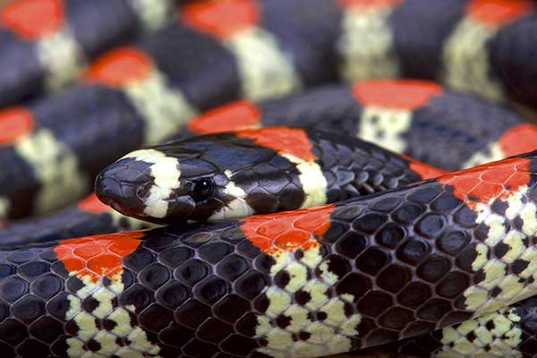 (Scolecophis atrocinctus)