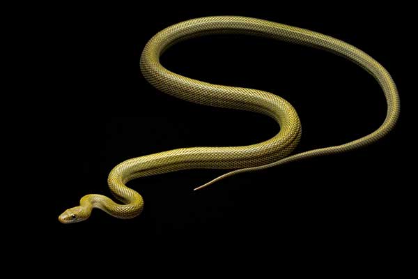 (Senticolis triaspis)