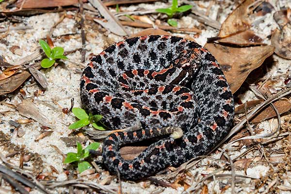 Grzechotniczek karłowaty (Sistrurus miliarius)