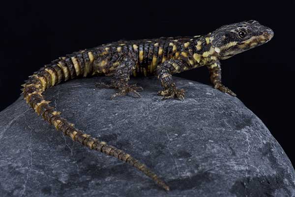 (Smaug warreni)