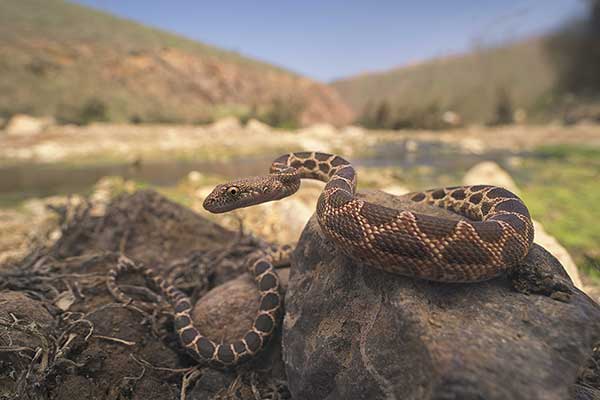 (Spalerosophis dolichospilus)