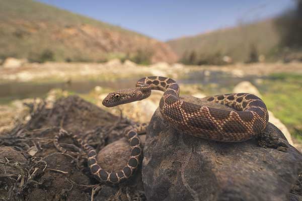  (Spalerosophis dolichospilus)