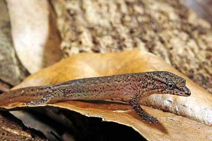 (Sphaerodactylus millepunctatus)