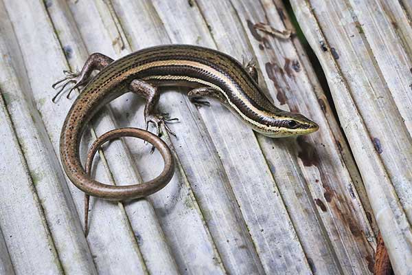 (Sphenomorphus cherriei)