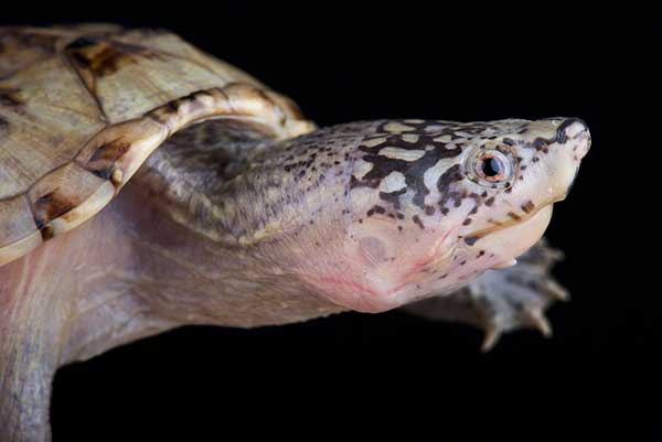 Żółw ostropyski, krzyżopierś trójstępkowy (Staurotypus triporcatus)