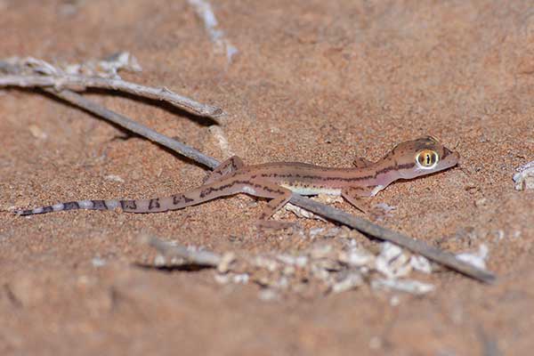 (Stenodactylus arabicus)