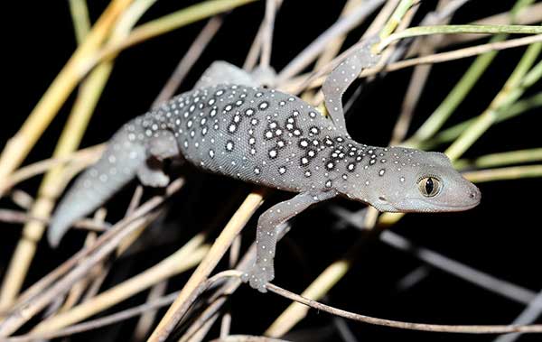 (Strophurus elderi)