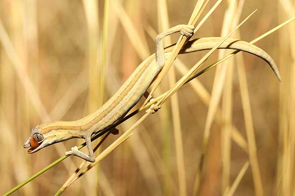 (Strophurus jeanae)