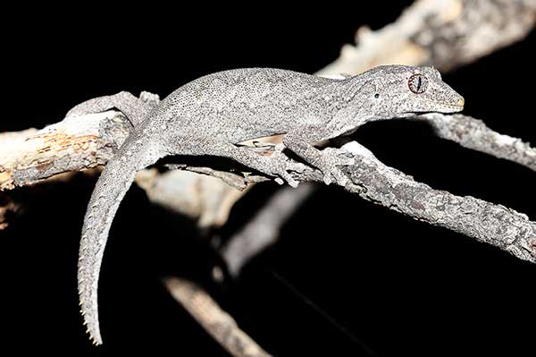 (Strophurus krisalys)