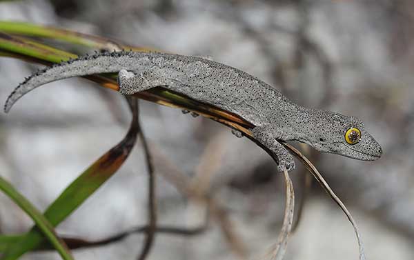 (Strophurus spinigerus)