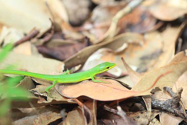  (Takydromus dorsalis)