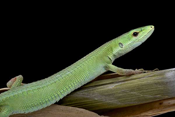 (Takydromus toyamai)