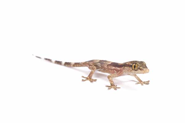 (Tarentola senegambiae)