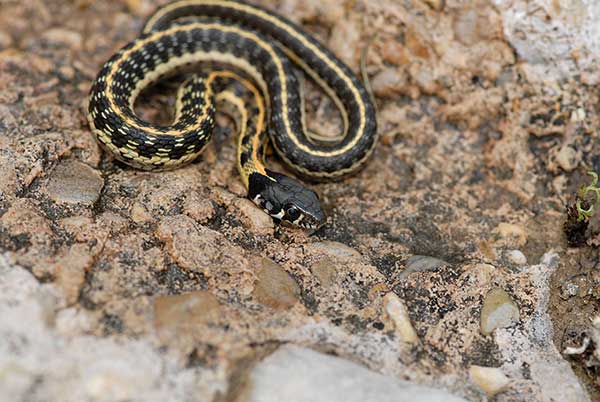 (Thamnophis cyrtopsis)