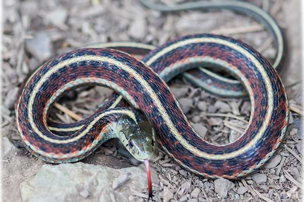  (Thamnophis elegans)