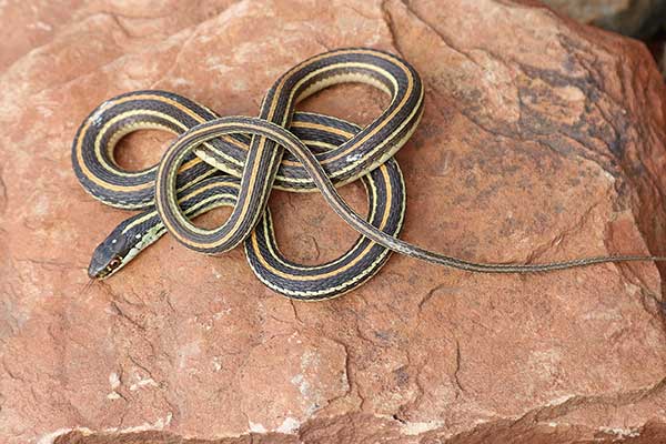  (Thamnophis proximus)