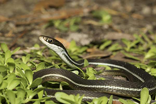 (Thamnophis sauritus)