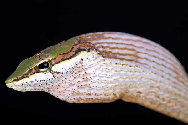 (Thelotornis capensis)