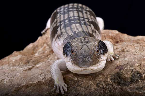 (Tiliqua occipitalis)