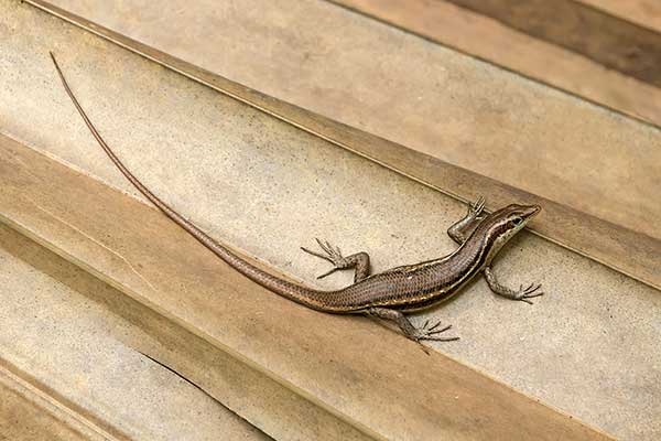 (Trachylepis seychellensis)