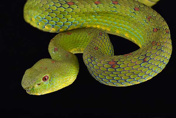 (Trimeresurus flavomaculatus)