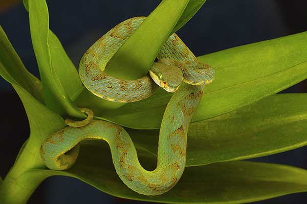 Trwożnica bambusowa (Trimeresurus gramineus)