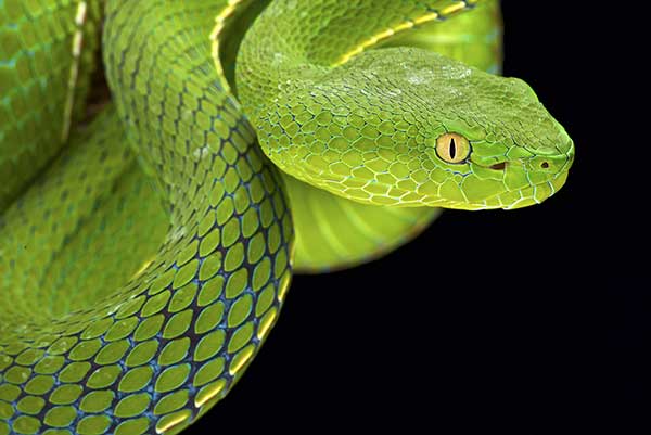 (Trimeresurus gumprechti)