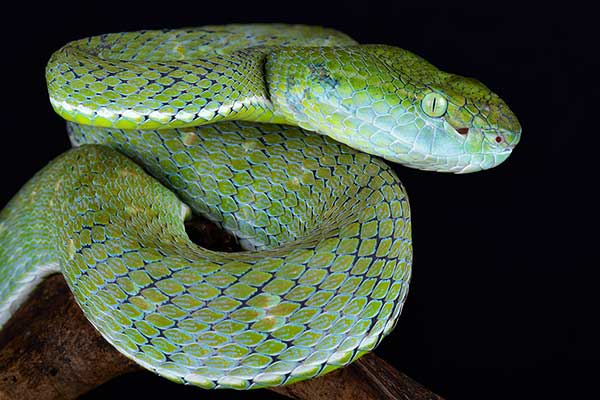 (Trimeresurus hageni)