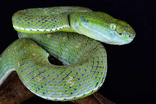  (Trimeresurus hageni)