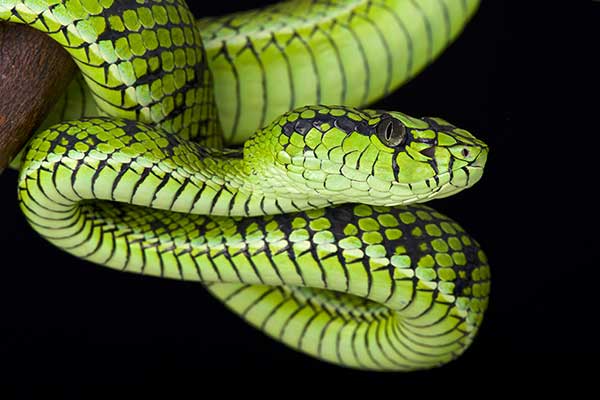 (Trimeresurus sumatranus)