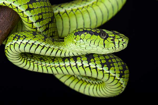  (Trimeresurus sumatranus)