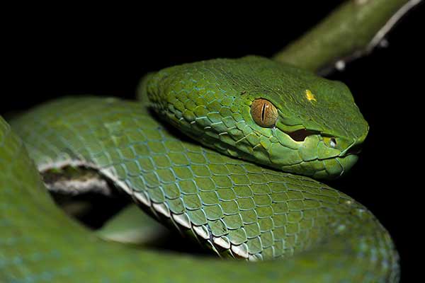 (Trimeresurus vogeli)