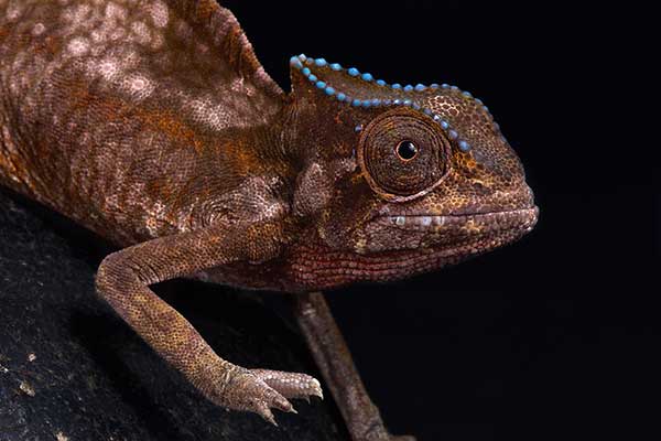 (Trioceros cristatus)