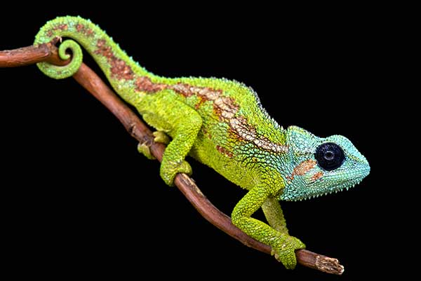 (Trioceros hanangensis)