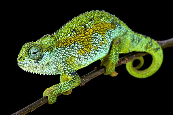 (Trioceros sternfeldi)