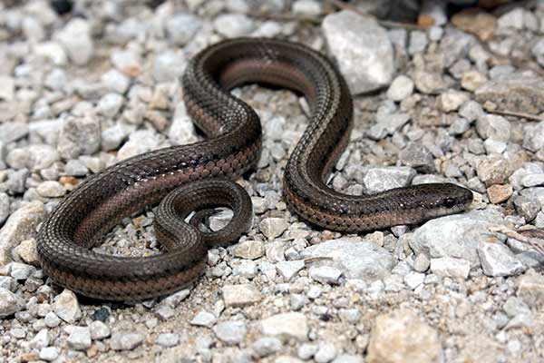 (Tropidoclonion lineatum)